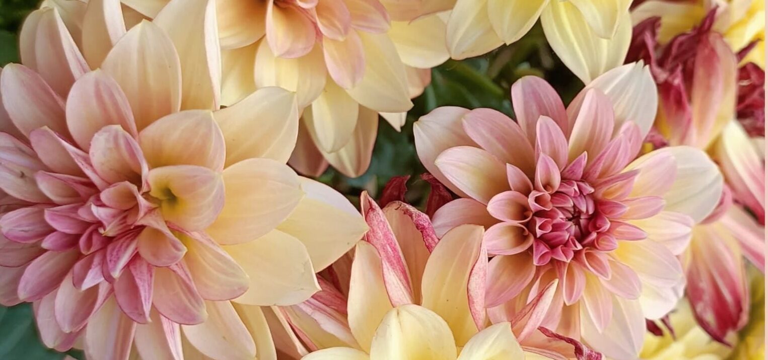 Revalidatie voor mens en dier in regio Kortenaken